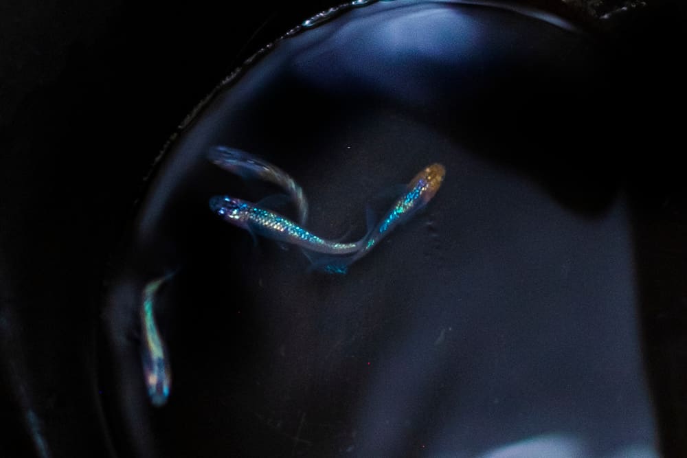 仕入れ先が見つからない