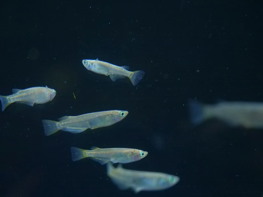 写真と違うメダカ